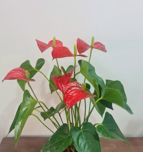 红掌的花语有哪些？它象征着什么？