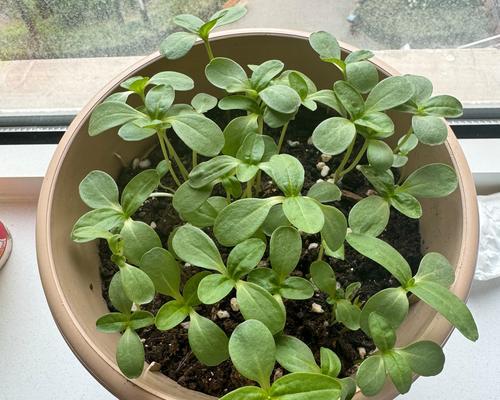 黄种子植物播种的正确步骤是什么？
