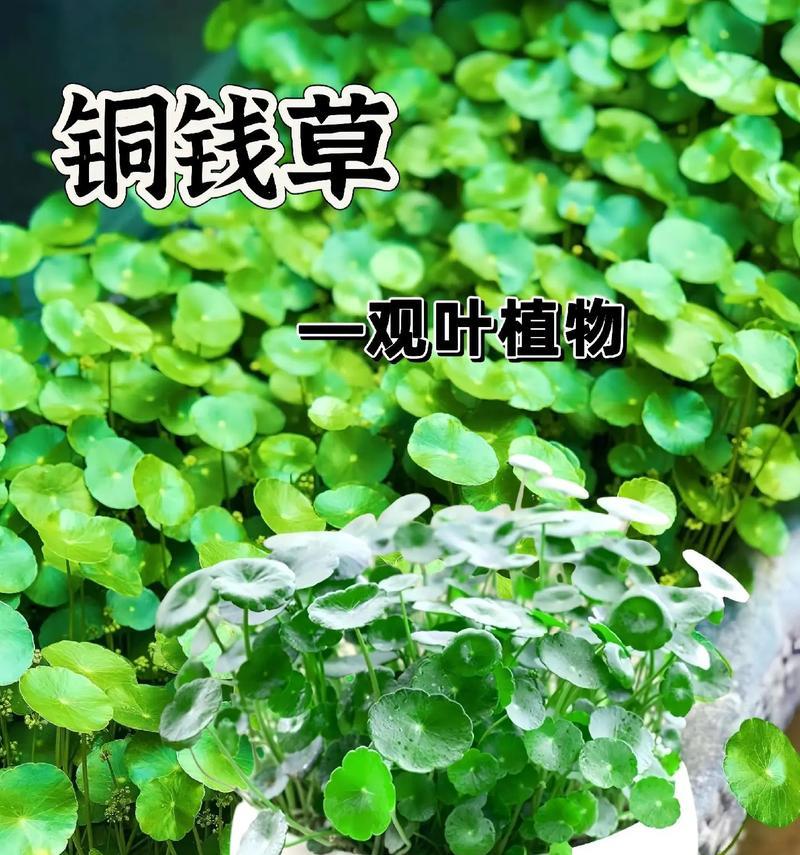 黄种子植物播种的正确步骤是什么？