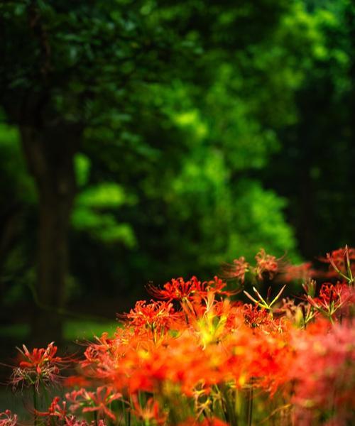 浪漫植物有哪些？它们的象征意义是什么？