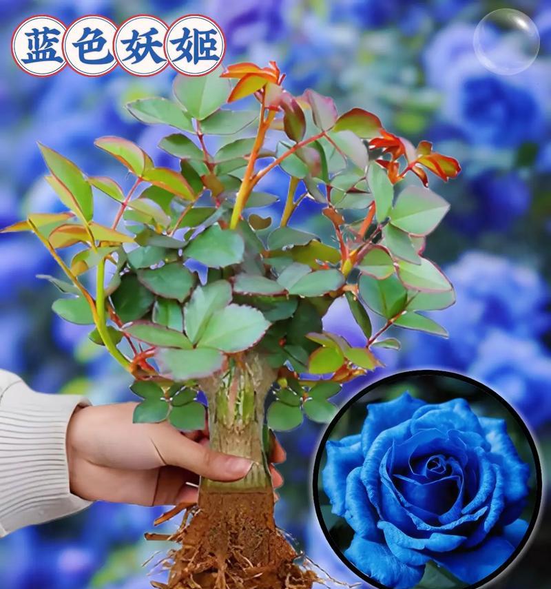 浪漫植物有哪些？它们的象征意义是什么？