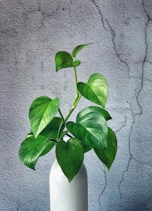 洗手间适合摆放哪些小花卉？它们的名字有哪些好听的？