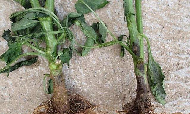 植物枯死后多久能重新生根？