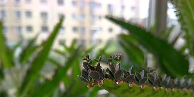 植物枯死后多久能重新生根？