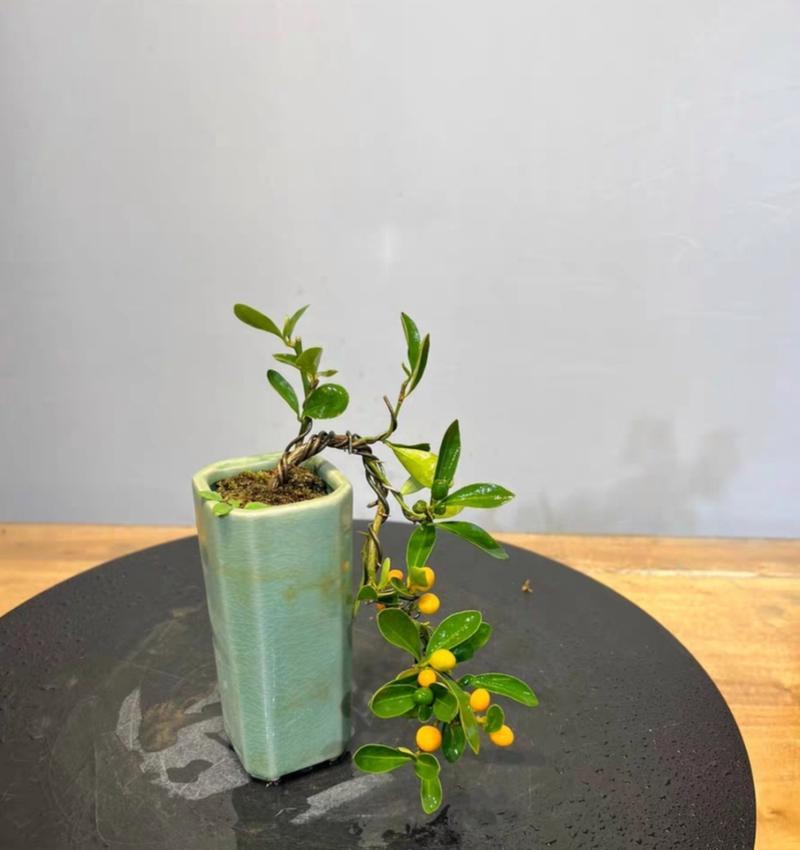 大橘子树盆栽种植需要注意什么？