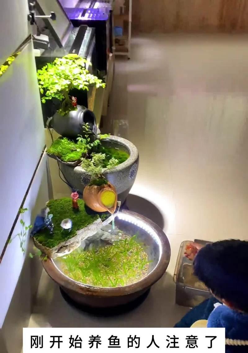 鱼缸墙壁植物怎么养护？有哪些注意事项？