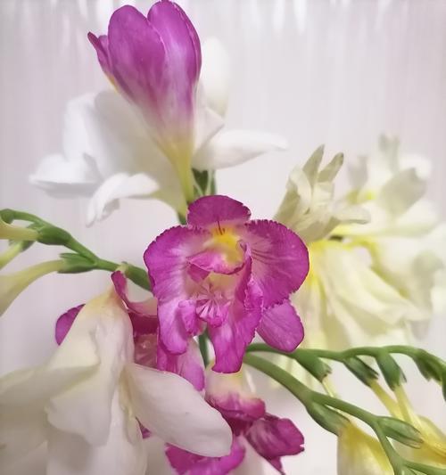 四大花卉种植网红有哪些？它们的种植技巧是什么？