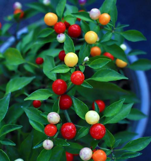 四大花卉种植网红有哪些？它们的种植技巧是什么？