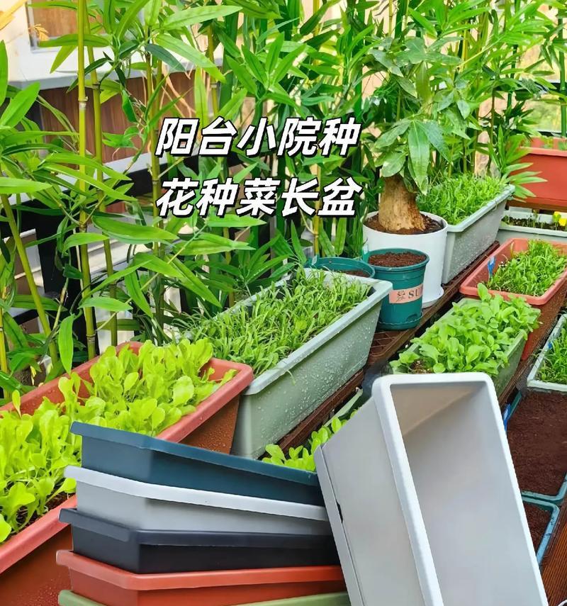 库房盆栽植物的名称是什么？如何正确养护？