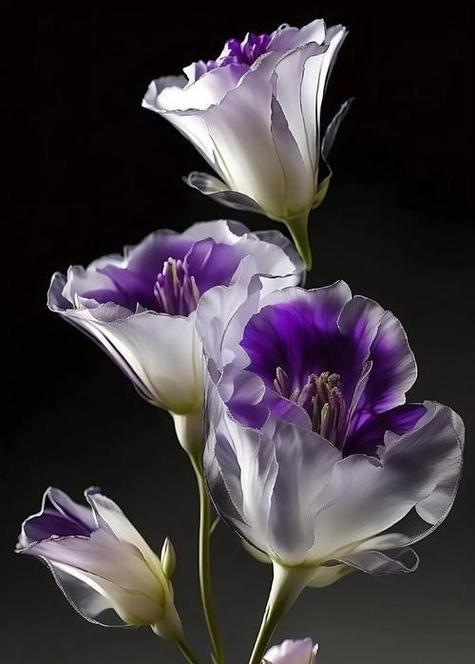 艺术点缀中常用的花卉有哪些种类？这些花卉的特点是什么？