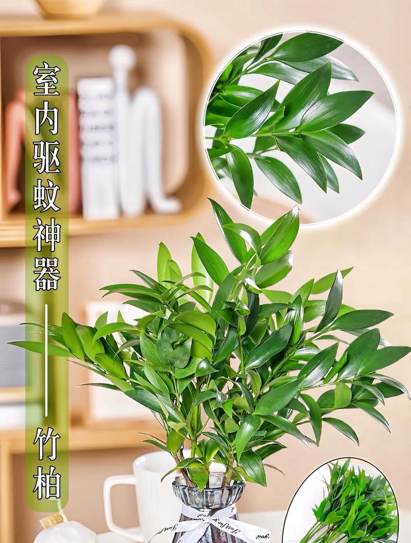 哪种花卉驱蚊效果最佳？如何正确养护？