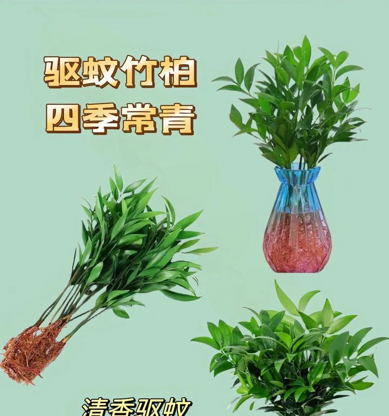 哪种花卉驱蚊效果最佳？如何正确养护？