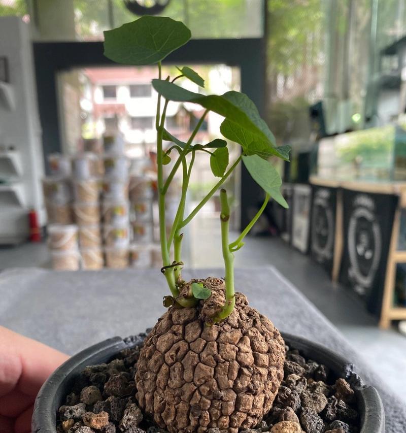 养乌龟时不能养哪些花卉？原因是什么？