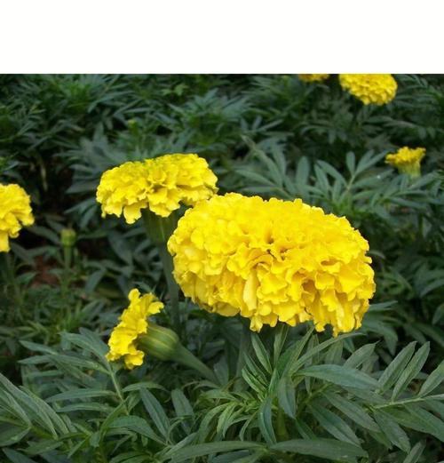 园林花卉爱好者关注哪些方面？如何选择适合的园林花卉？