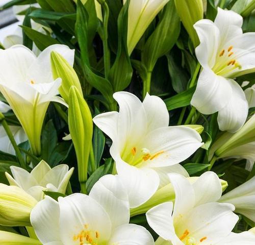 百合花开放的花朵数量有何特殊含义？