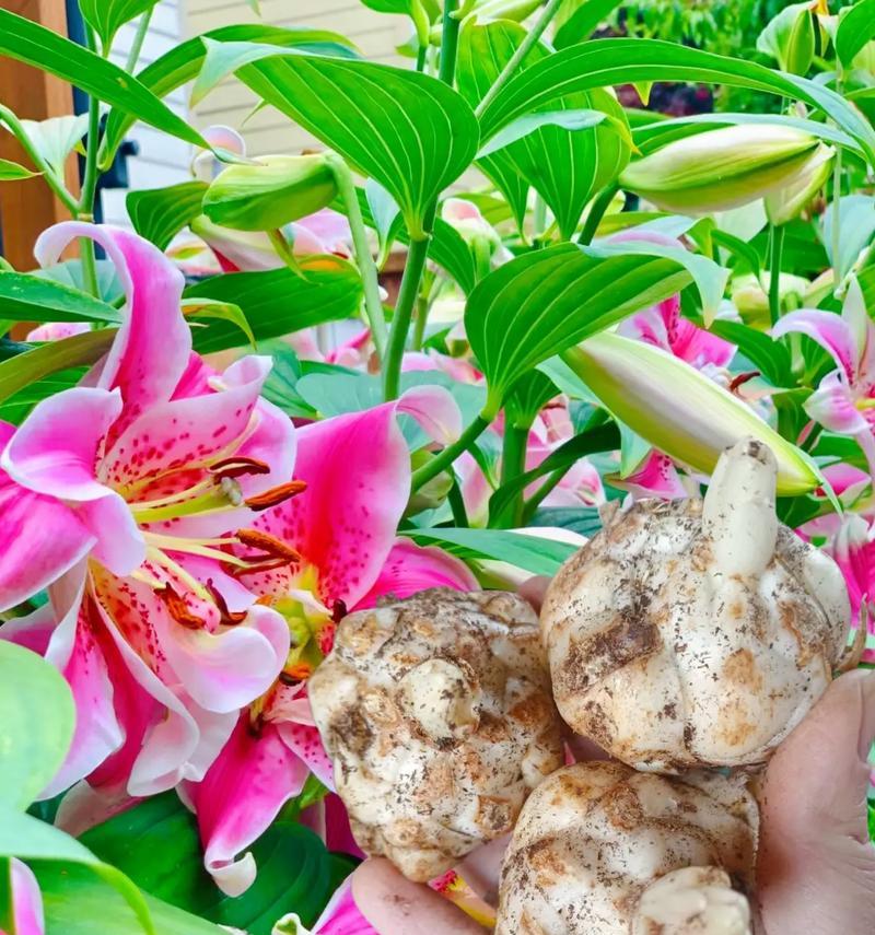 百合花开放的花朵数量有何特殊含义？