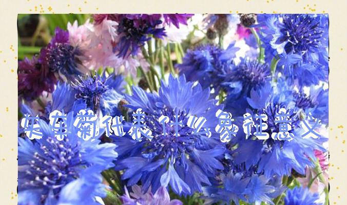 矢车菊的花语是什么？它象征着什么？