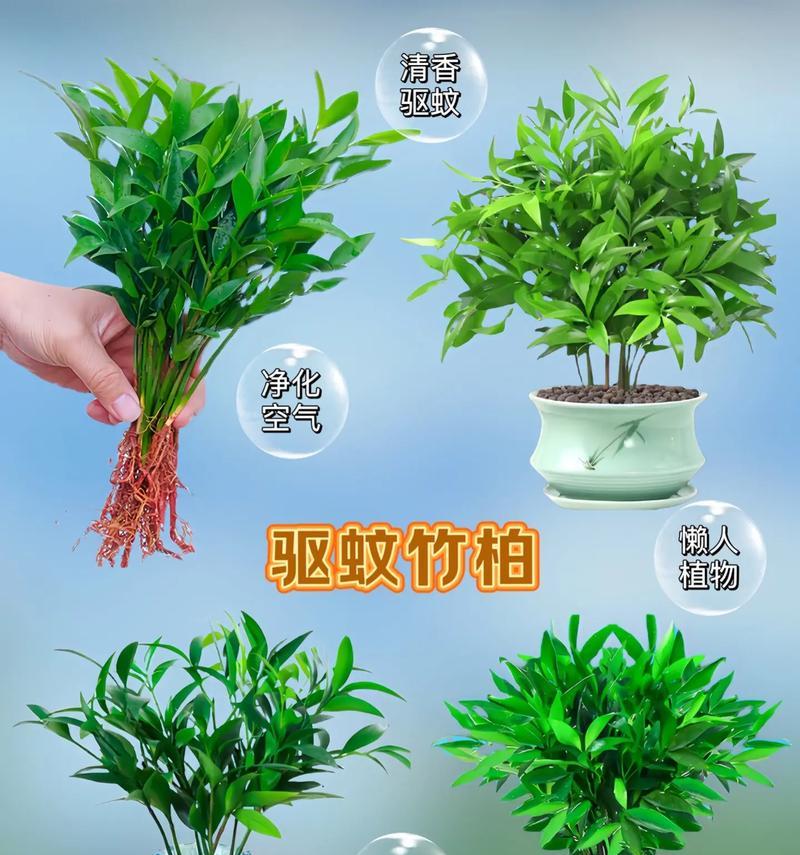 如何生动描述夏天的植物？夏天植物有哪些独特之处？
