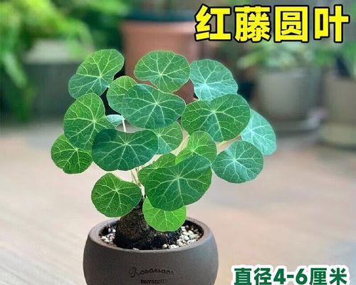 如何生动描述夏天的植物？夏天植物有哪些独特之处？
