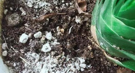 花卉杀虫与施肥的正确顺序是什么？