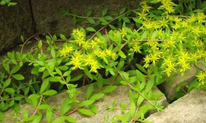 适应草坪种的花卉品种有哪些？哪些花卉最适合草坪种植？