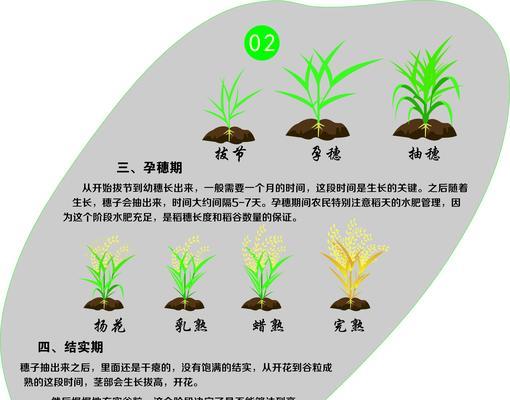 水稻升仕的含义是什么？水稻升仕的趋势如何？