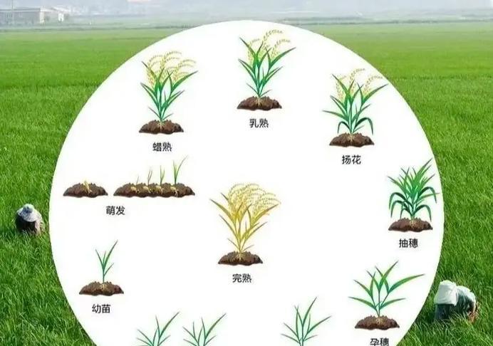 水稻升仕的含义是什么？水稻升仕的趋势如何？