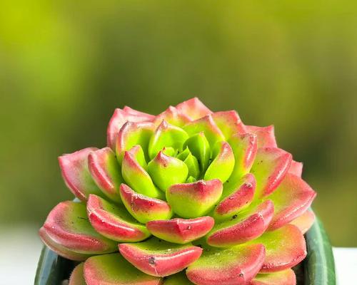哪些多肉植物属于高档品种？贵货多肉植物的养护要点是什么？