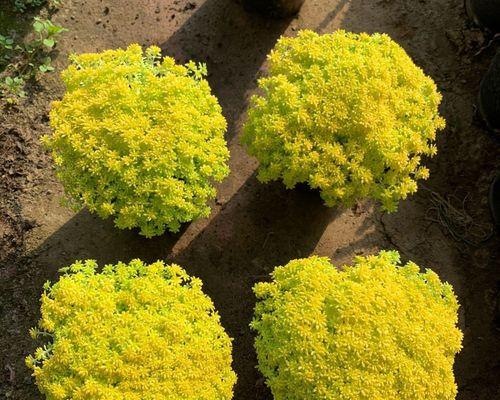 哪些多肉植物属于高档品种？贵货多肉植物的养护要点是什么？