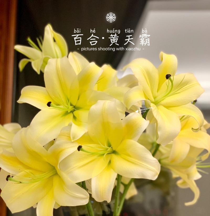 百合花如何插在花瓶中？需要注意什么？