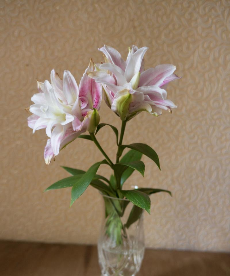 百合花如何插在花瓶中？需要注意什么？