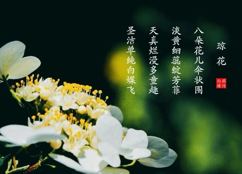 有哪些有花语的花卉名字？常见带花语的花卉有哪些？