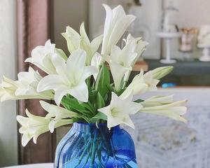 百合花如何插在花瓶中？需要注意什么？