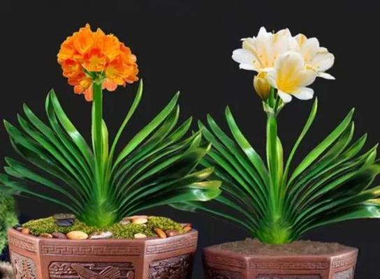 绿色厚叶花卉有哪些推荐？它们的生长环境如何？