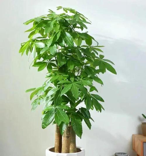 绿色厚叶花卉有哪些推荐？它们的生长环境如何？