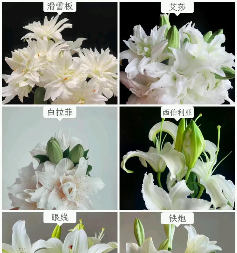 不同颜色百合花的花语有何不同？它们各自代表什么？