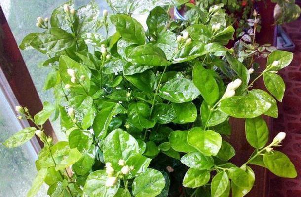 绿色厚叶花卉有哪些推荐？它们的生长环境如何？