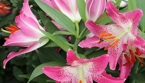 不同颜色百合花的花语有何不同？它们各自代表什么？