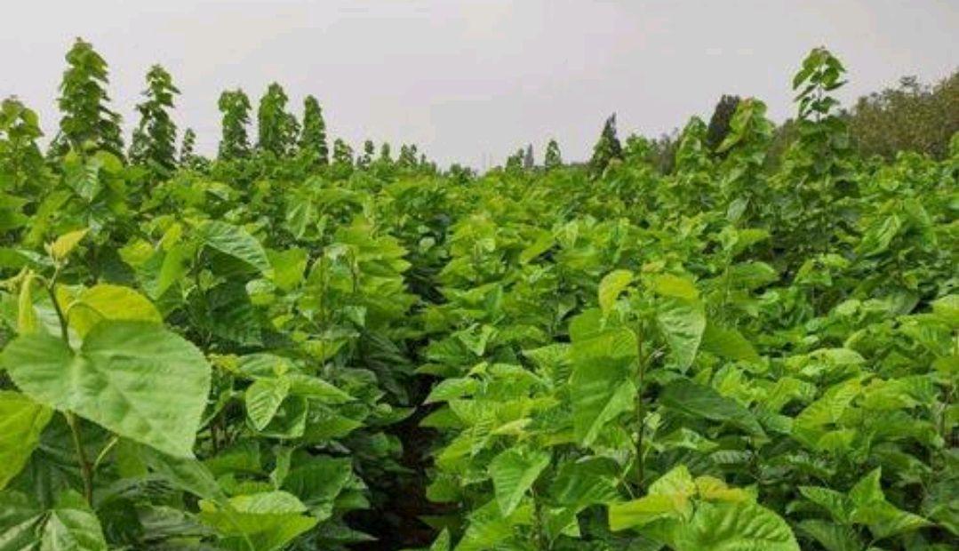 下沉植物饲料怎么做？如何自制营养丰富的植物饲料？