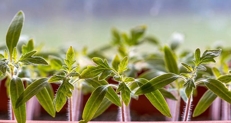 暖房中适合种植哪些迷你植物？