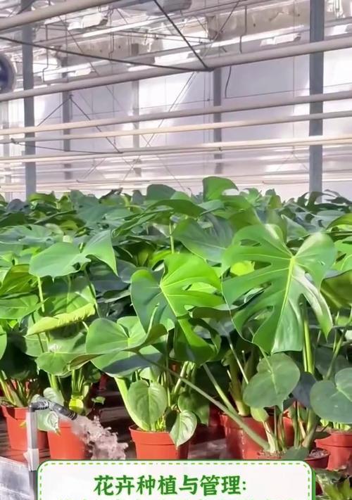 暖房中适合种植哪些迷你植物？