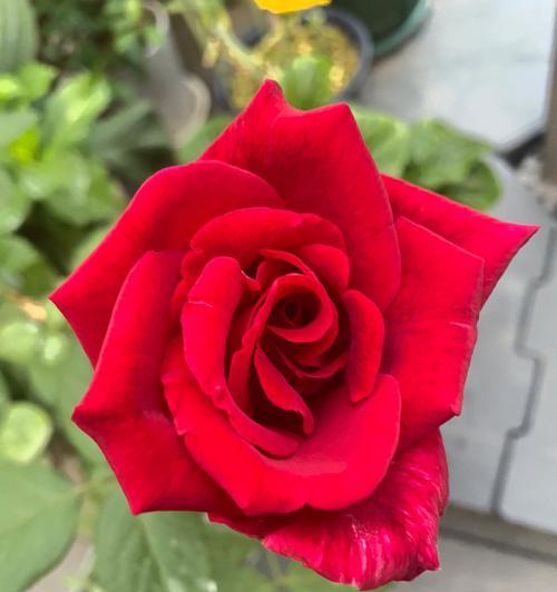 一开口就是玫瑰花的含义是什么？