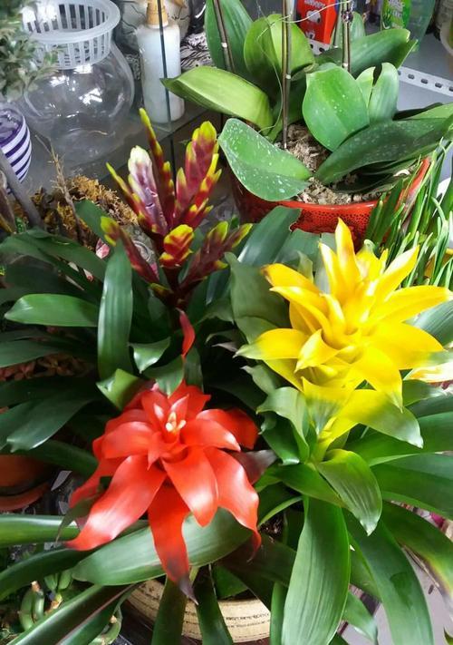 赣北冬天适合种植哪些花卉？这些花卉的养护要点是什么？