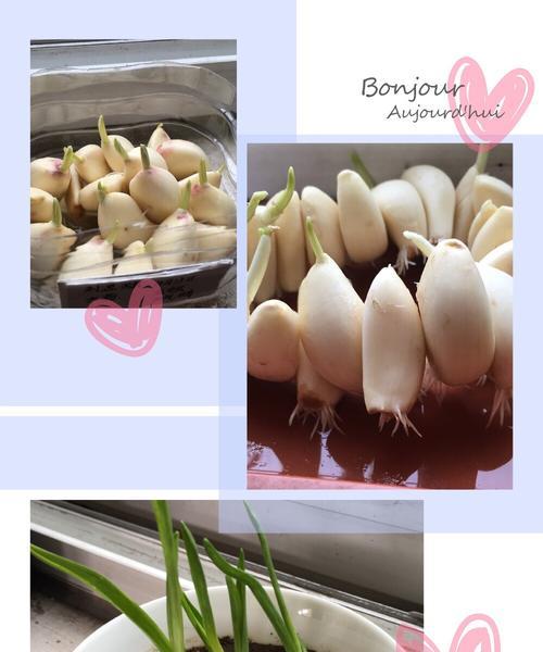 种植园怎么传送植物？有哪些高效的植物运输方法？