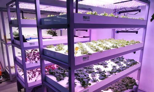 种植园怎么传送植物？有哪些高效的植物运输方法？