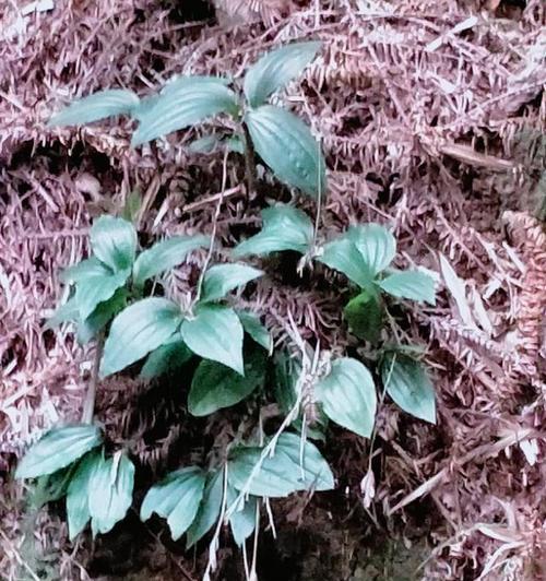 有哪些植物是通过血液培养的？
