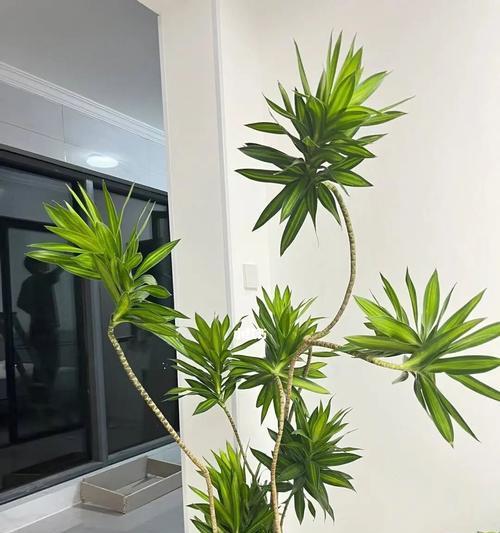 养百合竹有哪些禁忌？它的注意事项是什么？