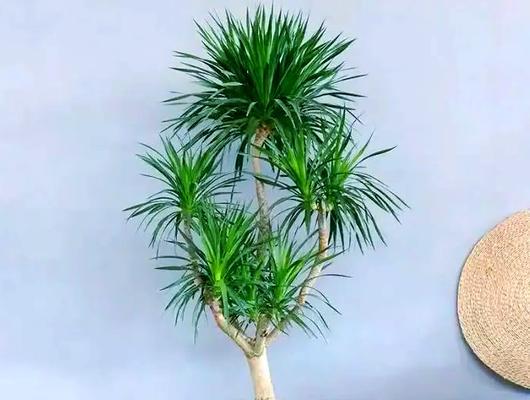 有哪些植物是通过血液培养的？