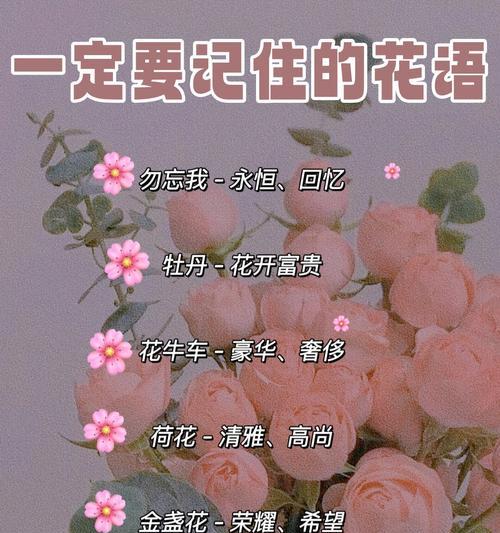 哪种花的花语最能代表友情？