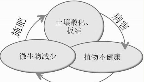 秋葵种植时如何正确使用化肥和农药？有哪些注意事项？